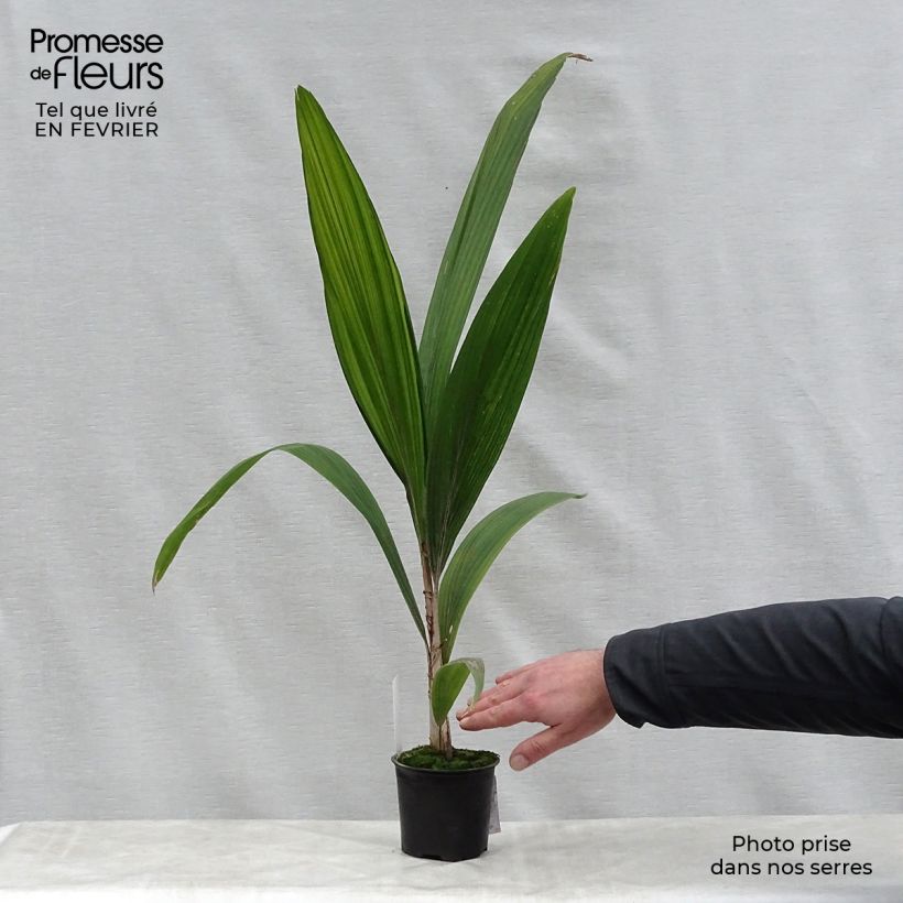 Exemplar von Königin-Palme - Syagrus romanzoffiana Topf 12 cm / 13 cm wie im Winter geliefert