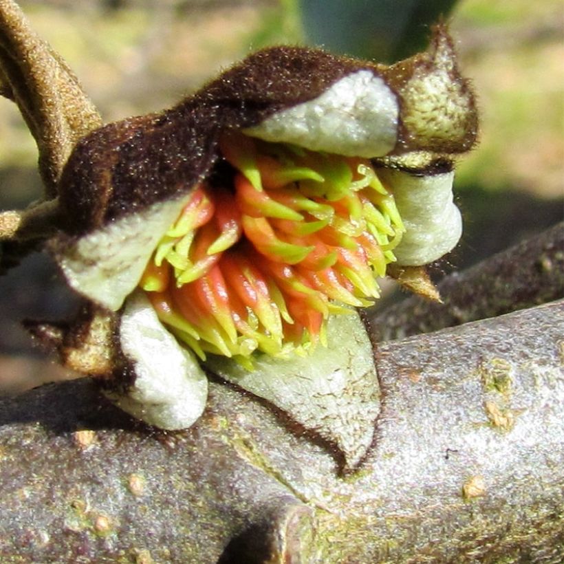 Strauch-Eisenholzbaum Autunno Rosso - Sycoparrotia semidecidua (Flowering)