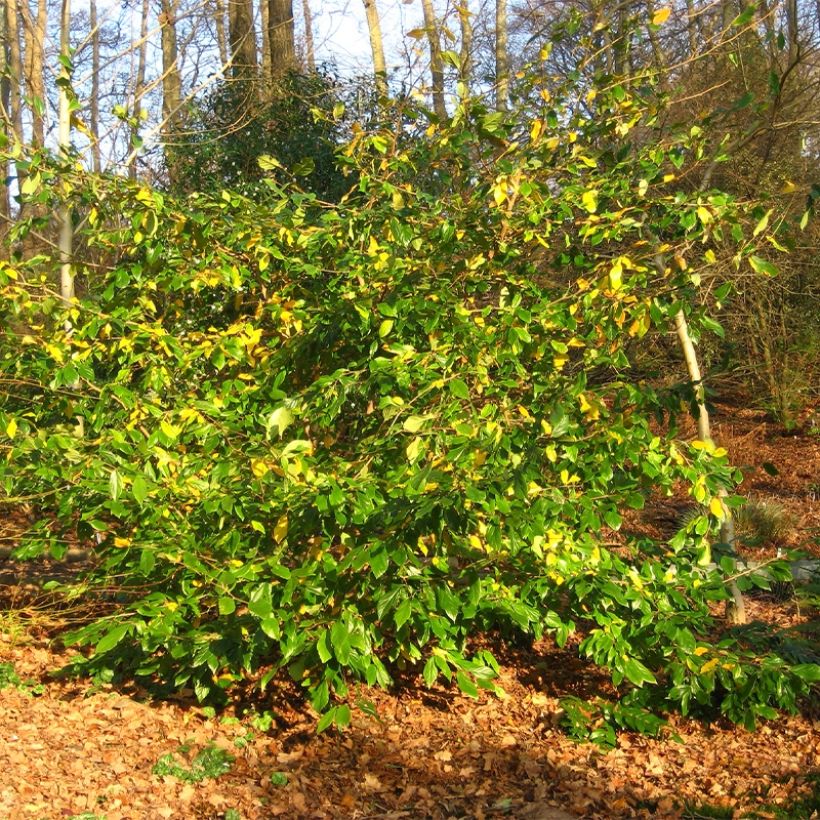 Strauch-Eisenholzbaum Autunno Rosso - Sycoparrotia semidecidua (Plant habit)