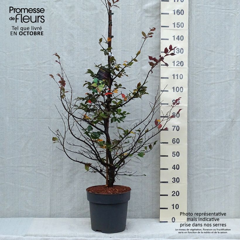 Example of Strauch-Eisenholzbaum Purple Haze - Sycoparrotia semidecidua Topf mit 12L/15L as you get in automne
