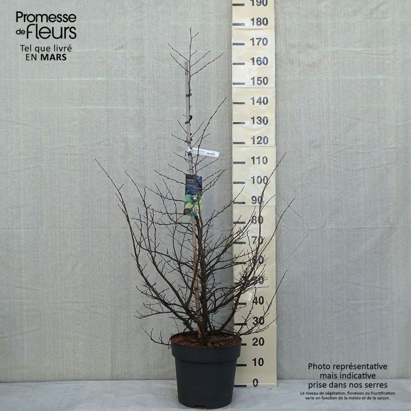 Exemplar von Strauch-Eisenholzbaum Purple Haze - Sycoparrotia semidecidua Topf mit 12L/15L wie im Winter geliefert