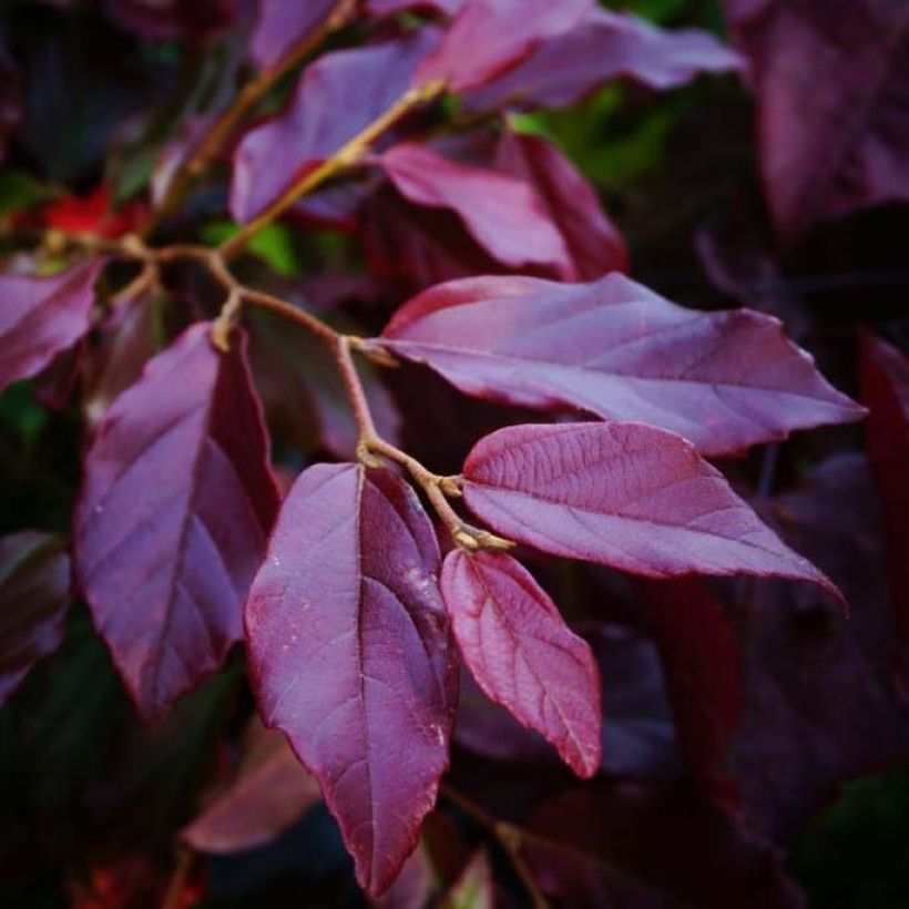 Strauch-Eisenholzbaum Purple Haze - Sycoparrotia semidecidua (Foliage)