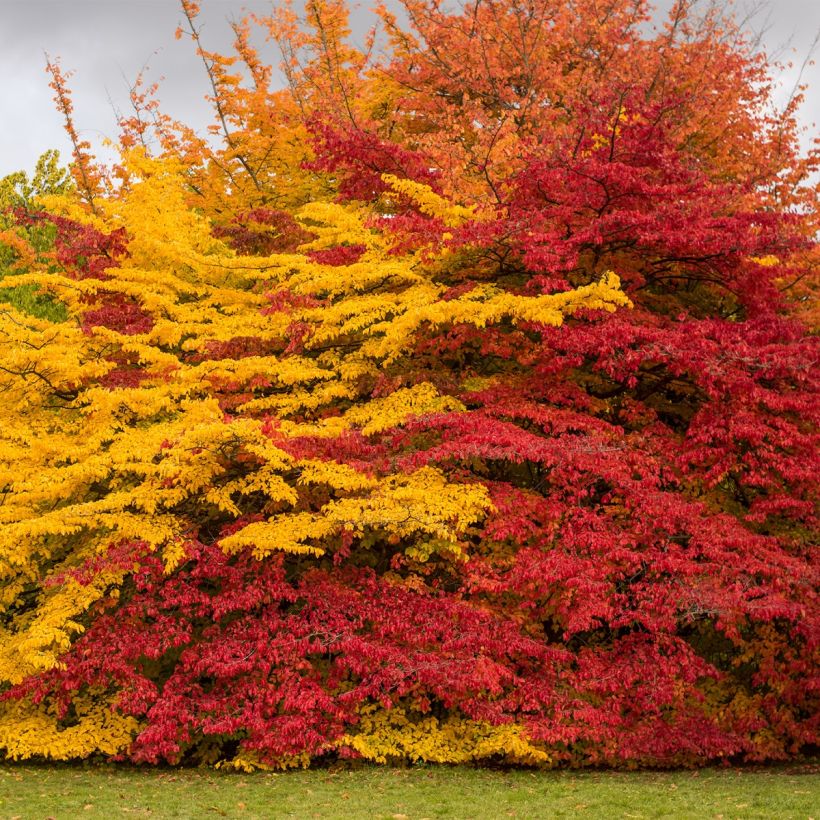 Strauch-Eisenholzbaum Purple Haze - Sycoparrotia semidecidua (Plant habit)