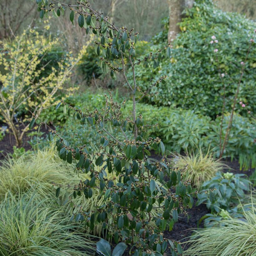 Sycopsie - Sycopsis sinensis (Plant habit)