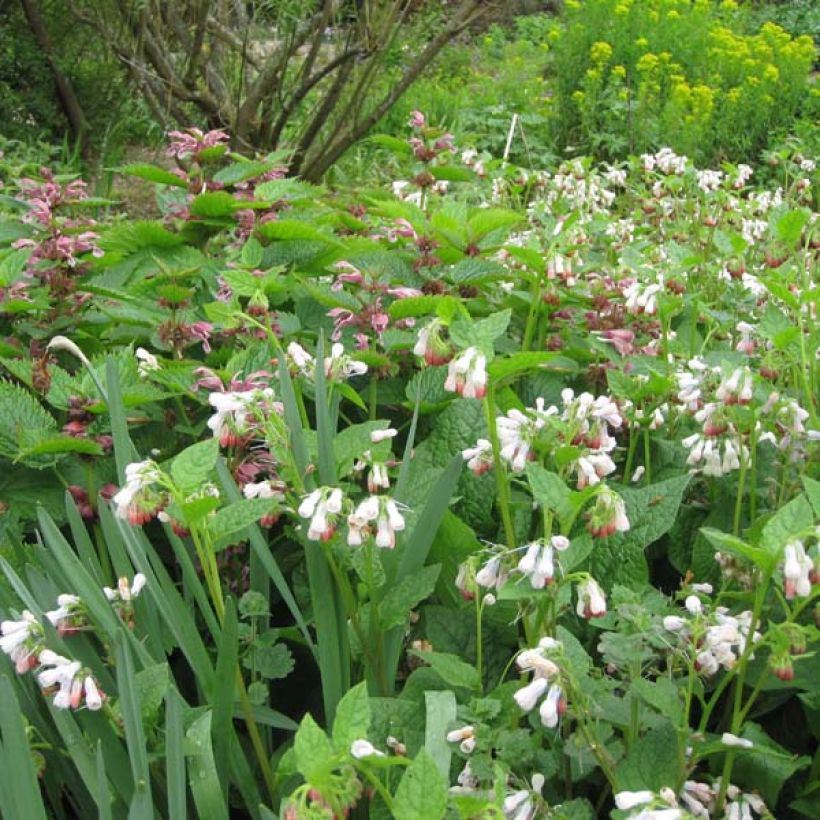 Symphytum grandiflorum Hidcote Pink - Kleiner Kaukasus Beinwell (Plant habit)