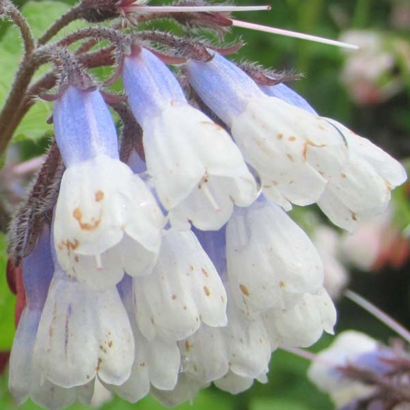 Symphytum grandiflorum Sky Blue Pink - Kleiner Kaukasus Beinwell (Flowering)