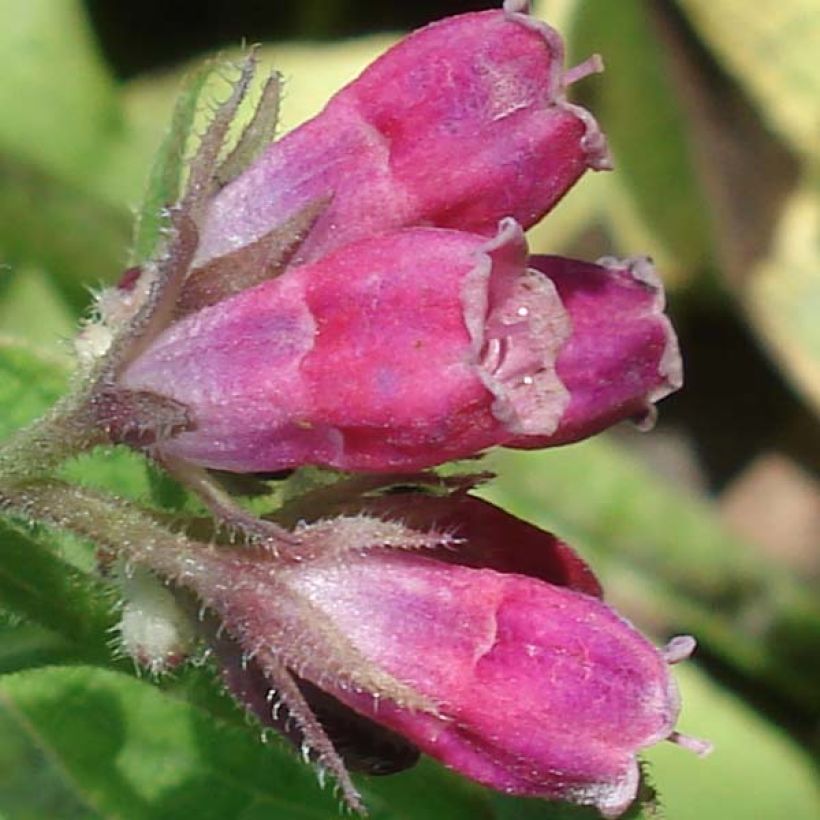 Symphytum rubrum - Roter Beinwell (Flowering)