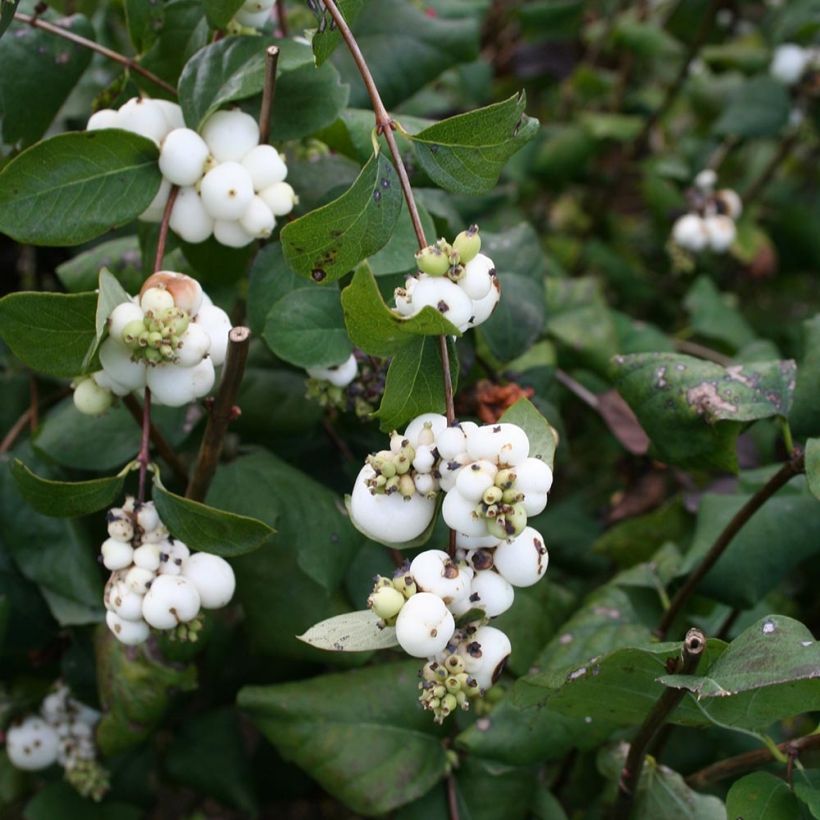 Gewöhnliche Schneebeere - Symphoricarpos albus (Foliage)