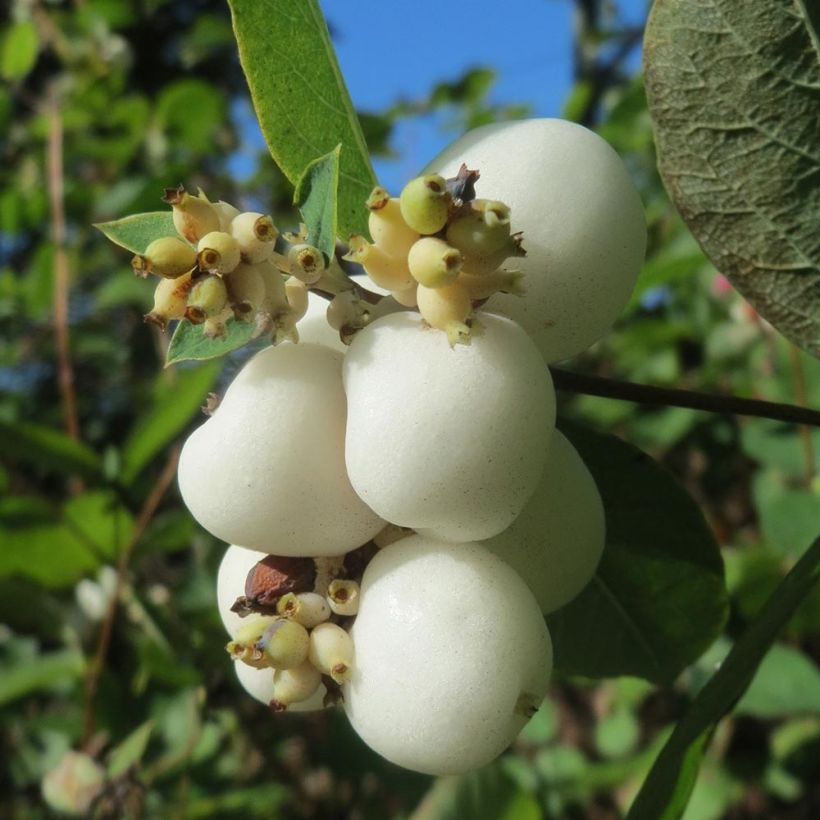 Gewöhnliche Schneebeere - Symphoricarpos albus (Harvest)