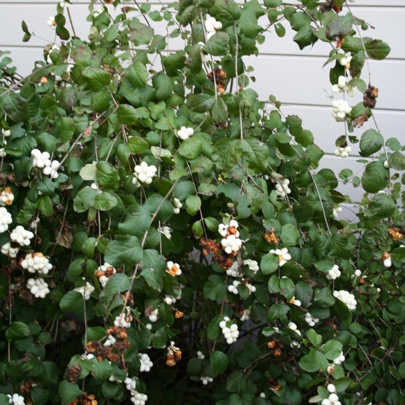 Gewöhnliche Schneebeere - Symphoricarpos albus (Plant habit)