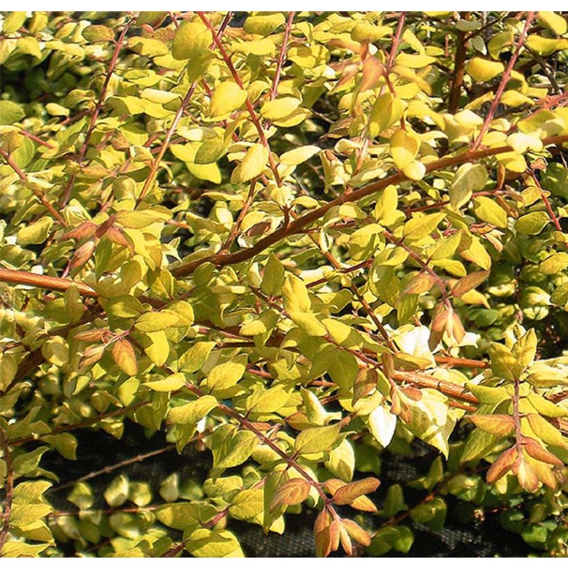 Schneebeere Brain de Soleil - Symphoricarpos chenaultii (Foliage)