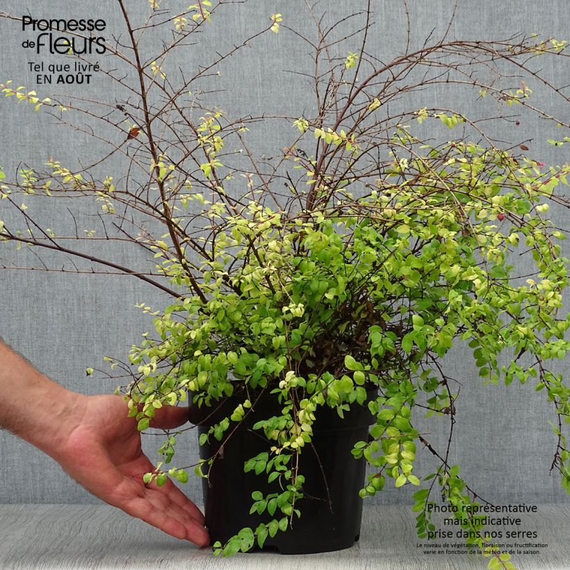 Exemplar von Schneebeere Brain de Soleil - Symphoricarpos chenaultii Topf mit 3L/4L wie im Sommer geliefert