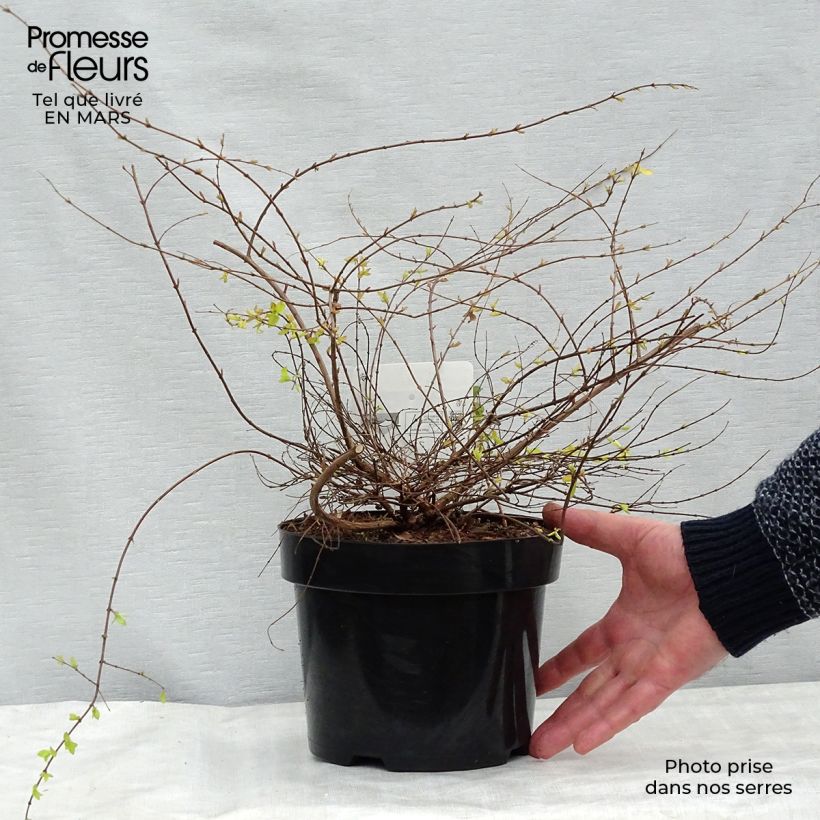 Exemplar von Schneebeere Brain de Soleil - Symphoricarpos chenaultii Topf mit 3L/4L wie im Winter geliefert