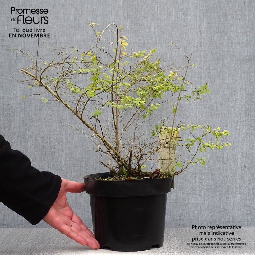 Example of Schneebeere Brain de Soleil - Symphoricarpos chenaultii Topf mit 3L/4L as you get in automne