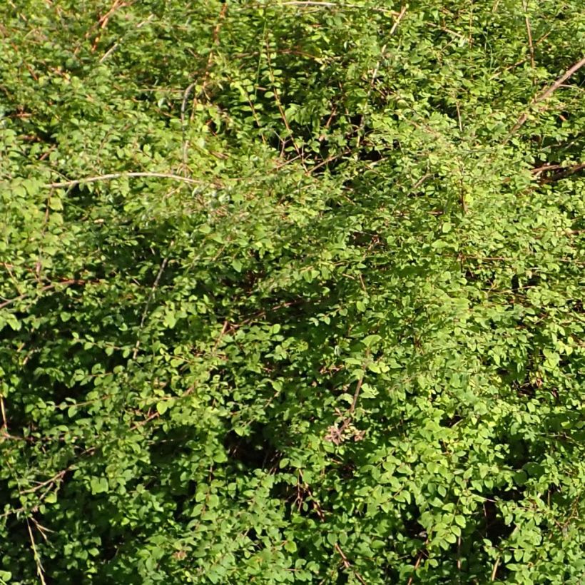 Schneebeere Hancock - Symphoricarpos chenaultii (Foliage)