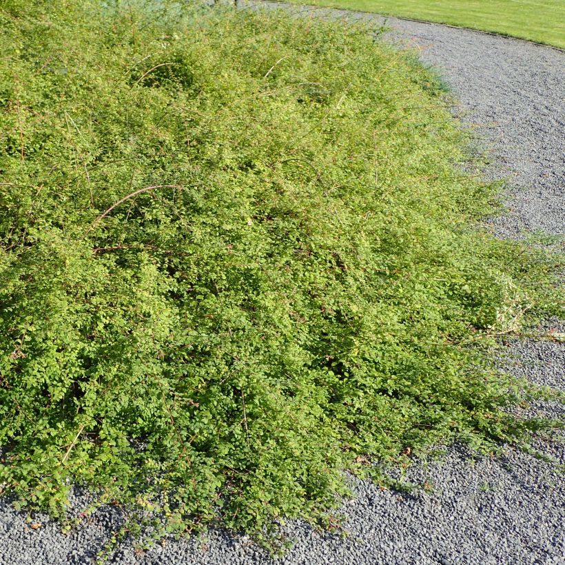 Schneebeere Hancock - Symphoricarpos chenaultii (Plant habit)