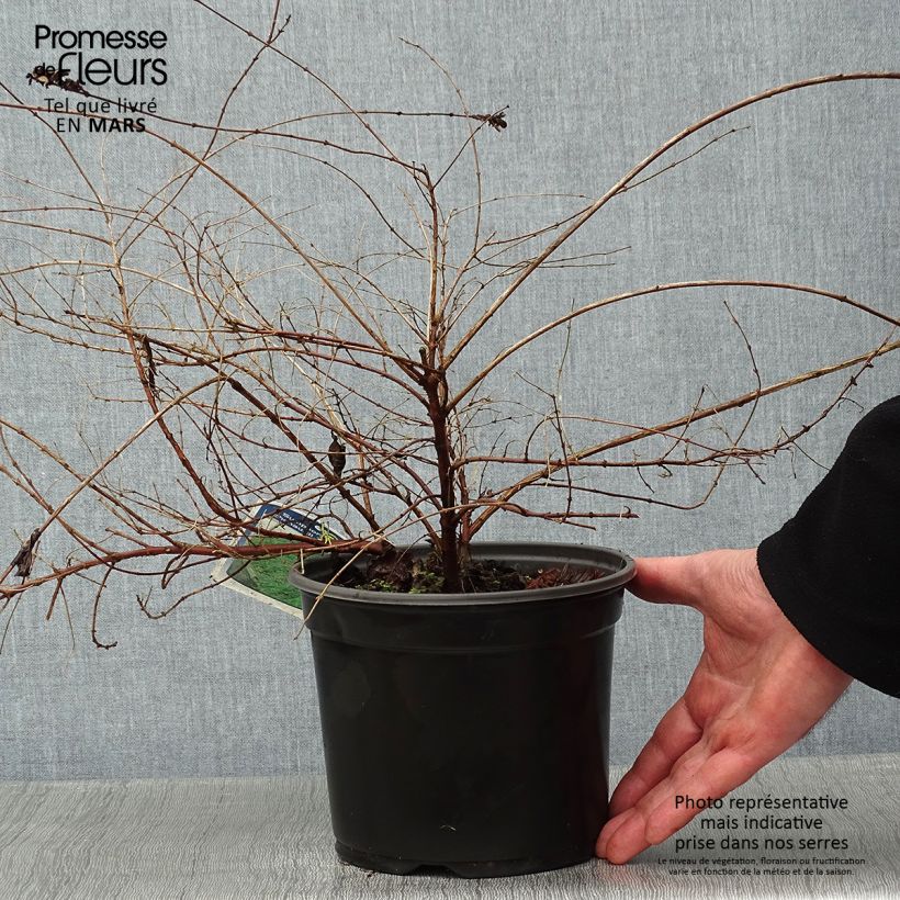 Exemplar von Schneebeere Hancock - Symphoricarpos chenaultii Topf mit 2L/3L wie im Winter geliefert