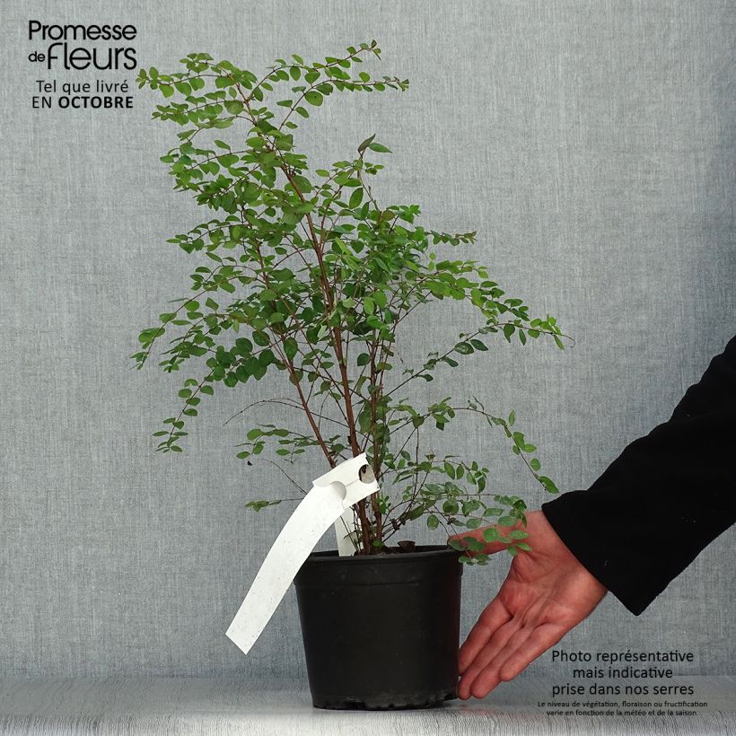 Example of Schneebeere - Symphoricarpos chenaultii Topf mit 2L/3L as you get in automne