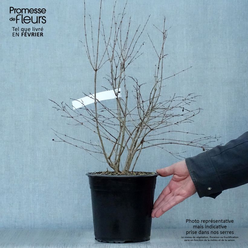 Exemplar von Schneebeere Magical Galaxy - Symphoricarpos Topf mit 3L/4L wie im Winter geliefert