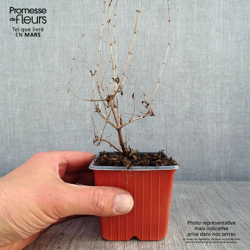 Exemplar von Amethystbeere Mother Of Pearl - Symphoricarpos Kleine Töpfe von 8/9 cm wie im Winter geliefert