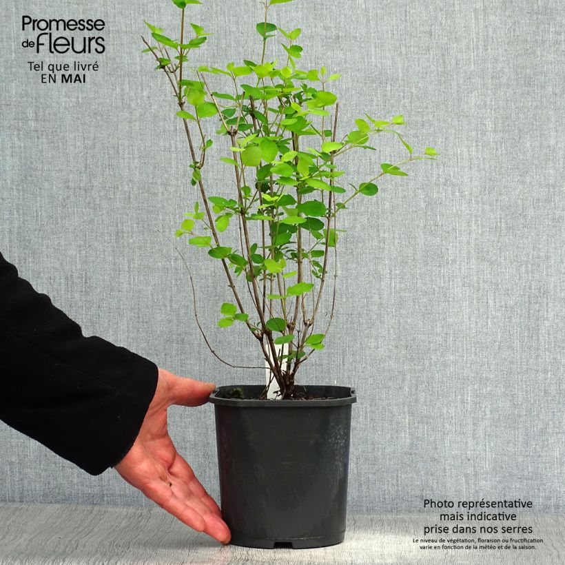 Exemplar von Amethystbeere Mother Of Pearl - Symphoricarpos Topf mit 2L/3L wie im Frühjahr geliefert