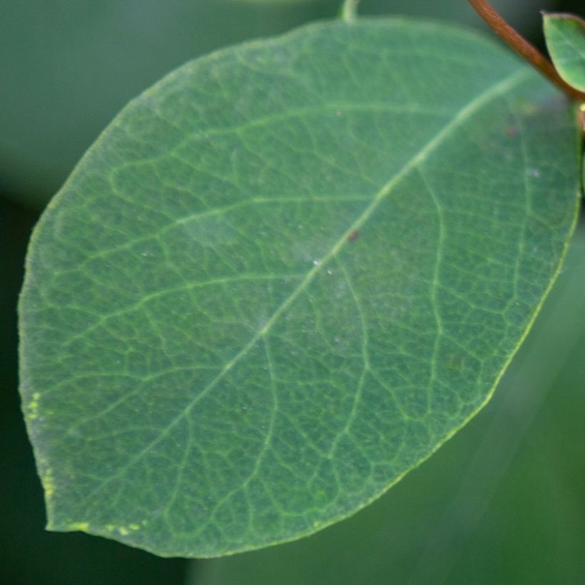 Schneebeere Arvid - Symphoricarpos (Foliage)