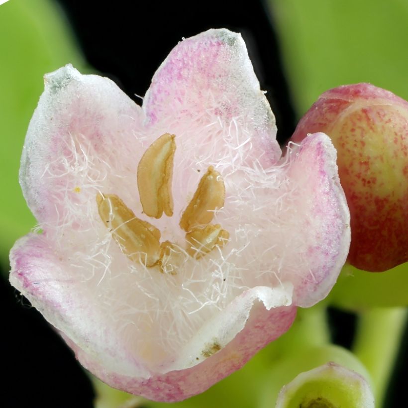 Schneebeere Arvid - Symphoricarpos (Flowering)