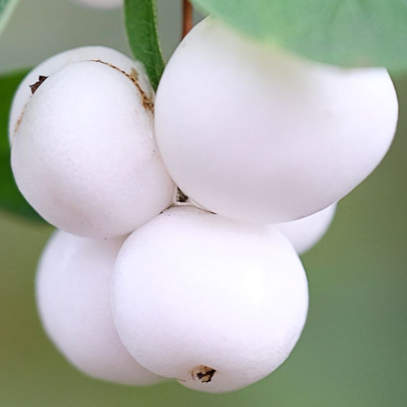 Schneebeere Arvid - Symphoricarpos (Harvest)