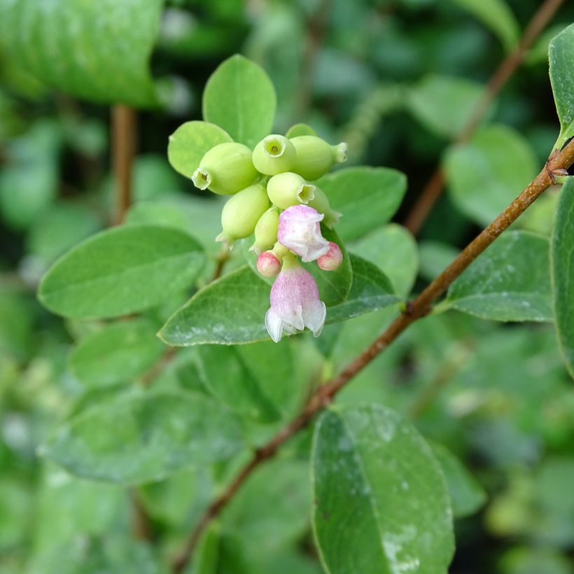 Schneebeere White Hedge - Symphoricarpos (Flowering)