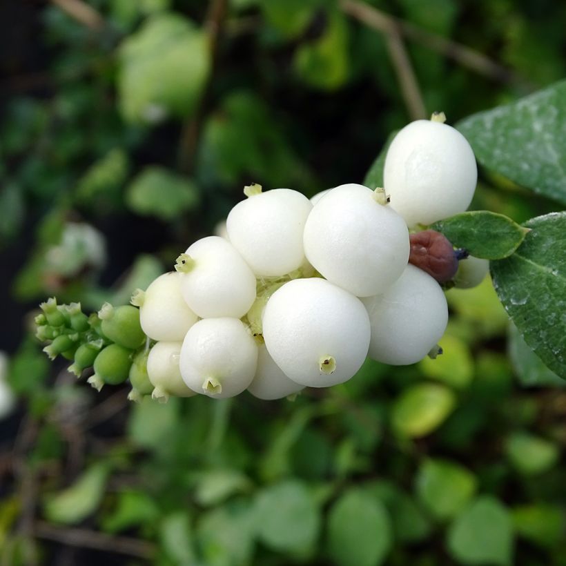 Schneebeere White Hedge - Symphoricarpos (Harvest)
