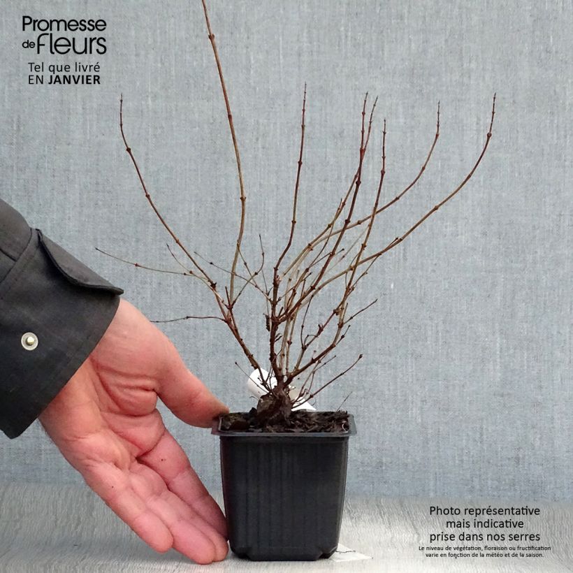 Exemplar von Schneebeere White Hedge - Symphoricarpos Kleine Töpfe von 8/9 cm wie im Winter geliefert