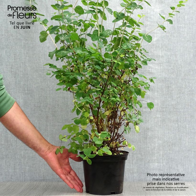 Exemplar von Schneebeere White Hedge - Symphoricarpos Topf mit 2L/3L wie im Sommer geliefert
