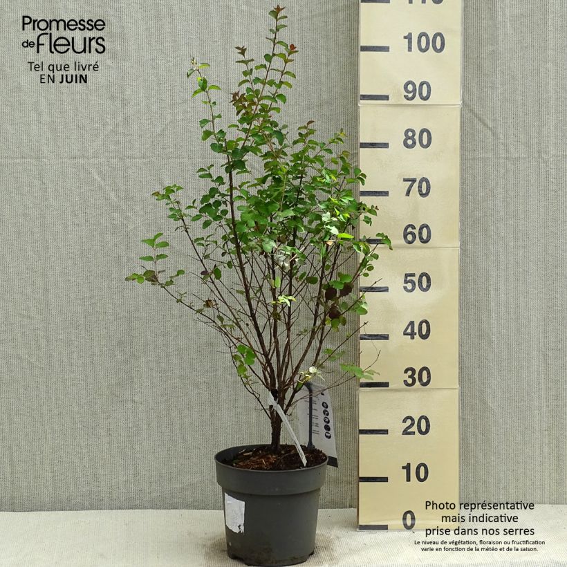 Exemplar von Korallenbeere Symphony Rock - Symphoricarpos orbiculatus Topf mit 4L/5L wie im Frühjahr geliefert