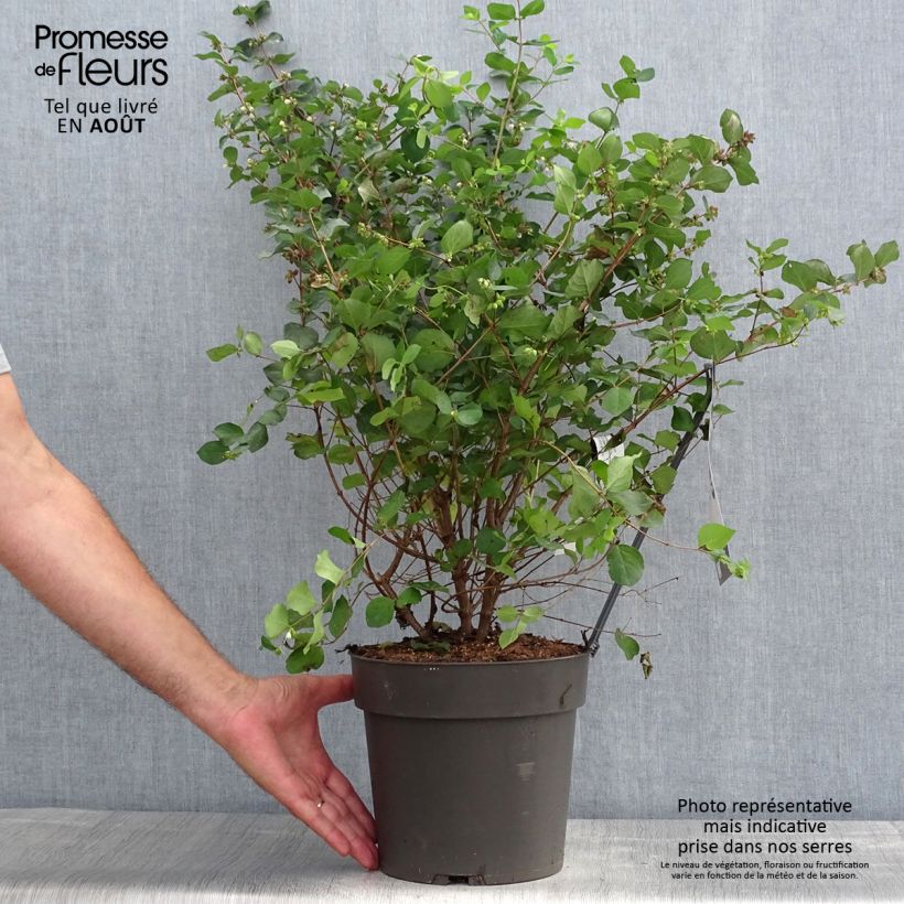 Exemplar von Korallenbeere Symphony Rumble - Symphoricarpos orbiculatus Topf mit 4L/5L wie im Sommer geliefert
