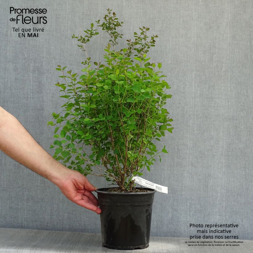 Exemplar von Amethystbeere Magical Sweet - Symphoricarpos doorenbosii Topf mit 4L/5L wie im Frühjahr geliefert