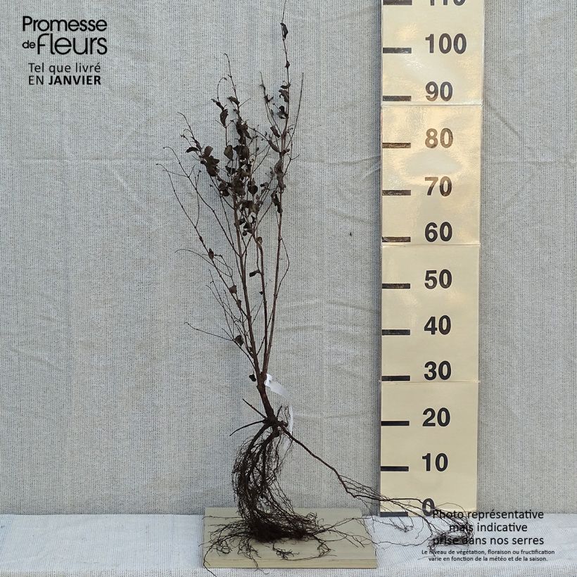 Example of Gewöhnliche Schneebeere Laevigatus - Symphoricarpos albus var. laevigatus Wurzelnackt as you get in hiver