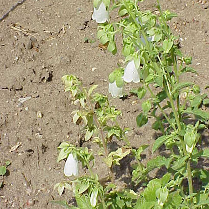 Symphyandra pendula - Steinglocke (Flowering)