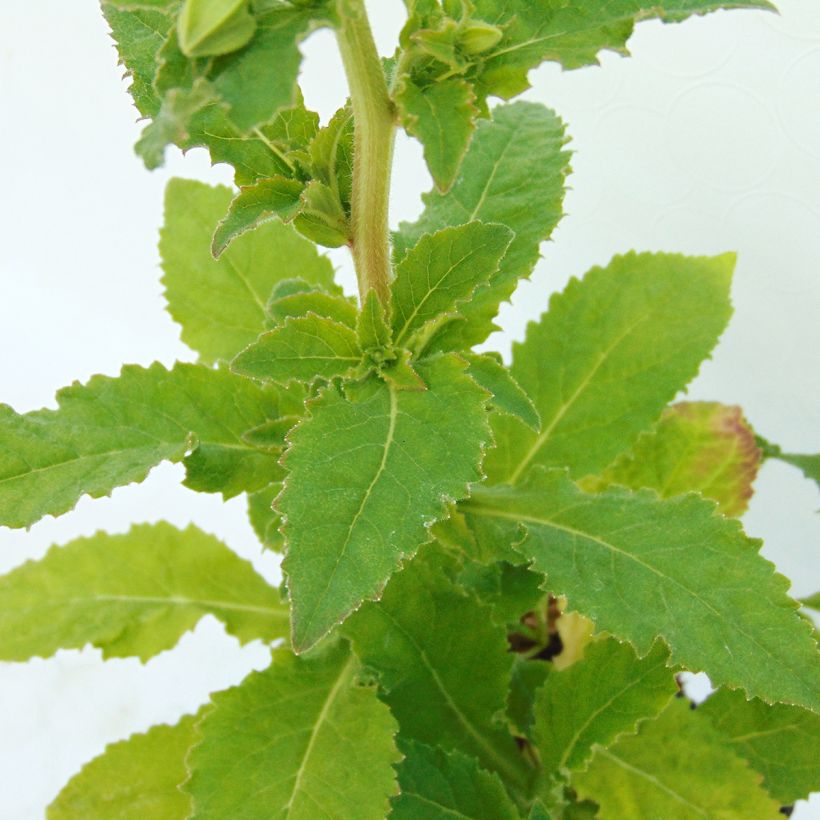 Symphyandra pendula - Steinglocke (Foliage)