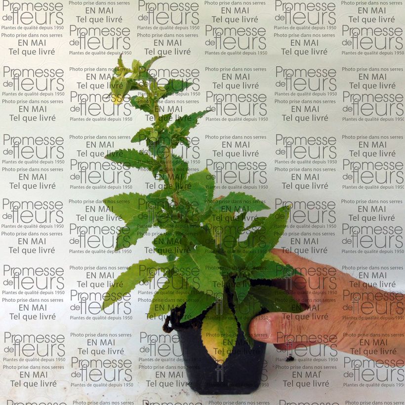 Example of Symphyandra pendula - Steinglocke Kleine Töpfe von 8/9 cm as you get