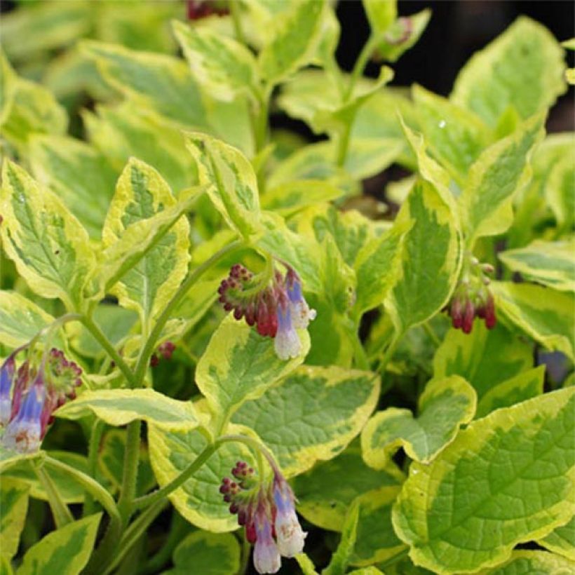 Symphytum Goldsmith - Beinwell (Foliage)