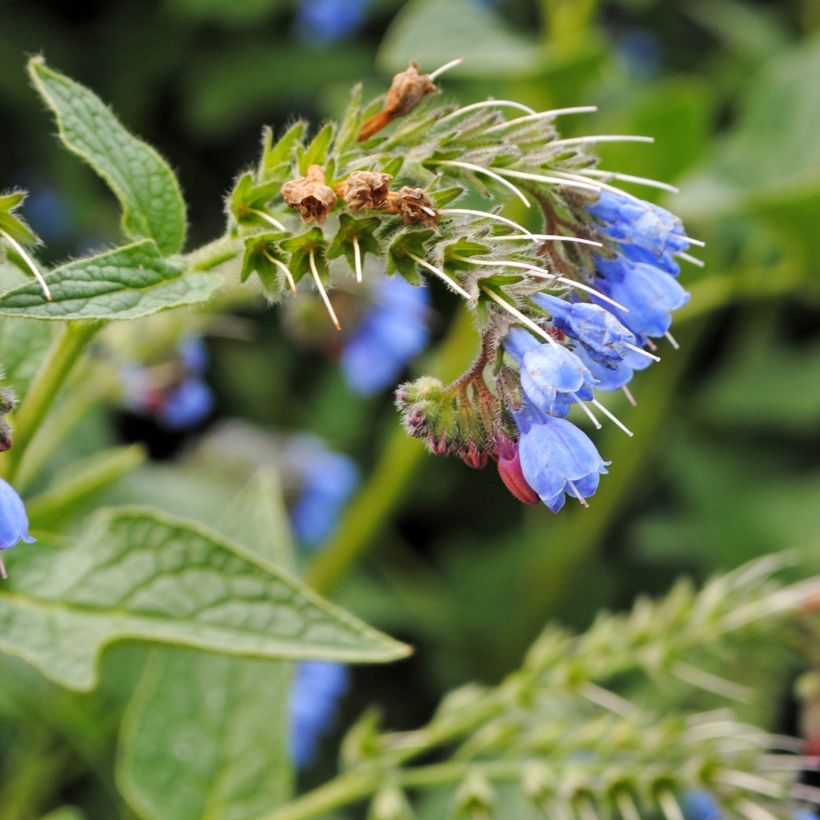Symphytum azureum - Blauer Beinwell (Flowering)