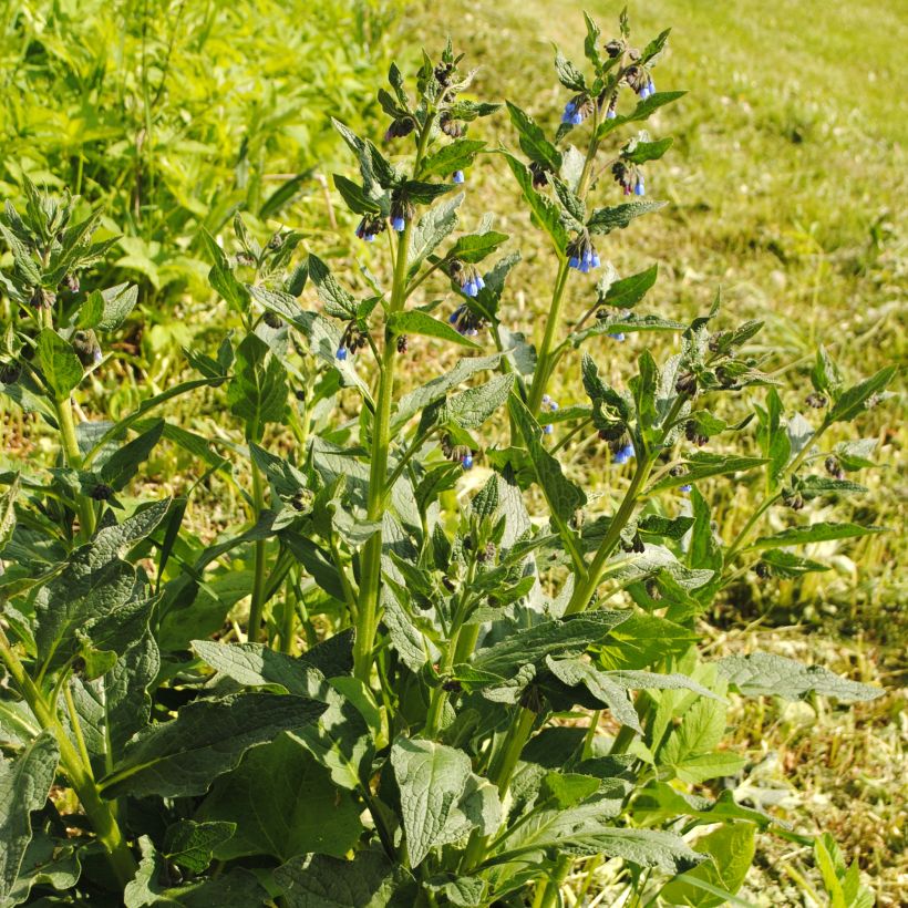 Symphytum azureum - Blauer Beinwell (Plant habit)
