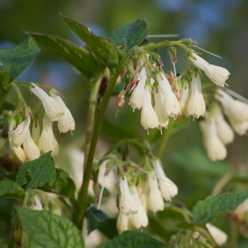 Kleiner Kaukasus-Beinwell - Symphytum grandiflorum (Flowering)