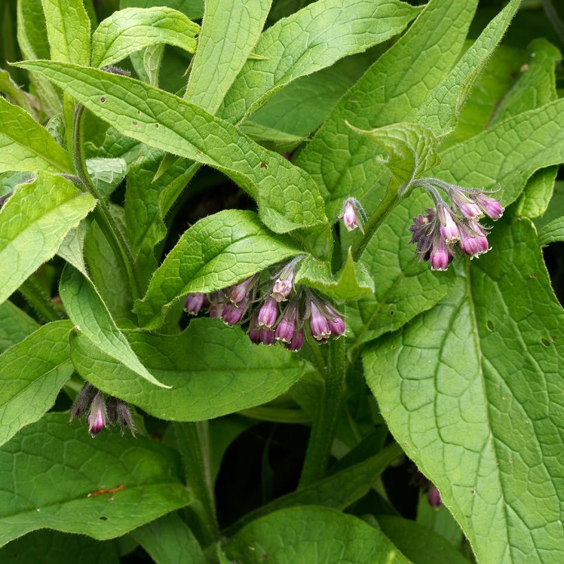 Gemeiner Beinwell (Foliage)