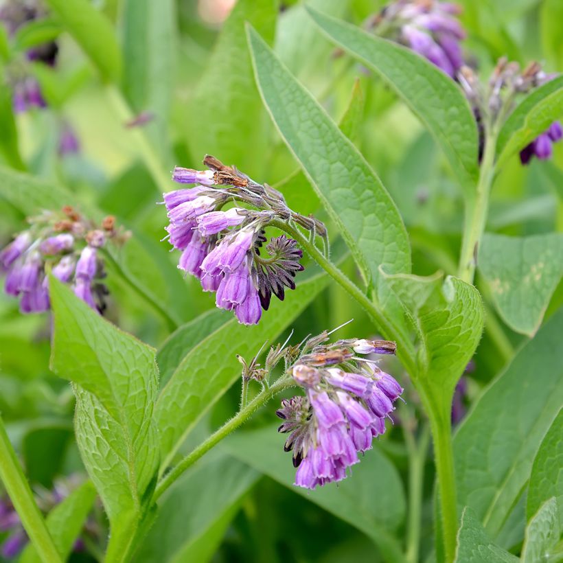 Gemeiner Beinwell (Flowering)