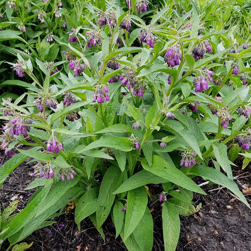 Gemeiner Beinwell (Plant habit)