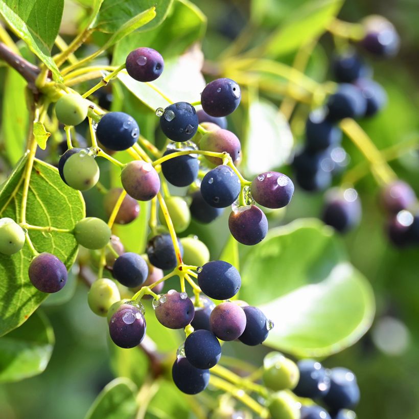 Symplocos paniculata - Rechenblume (Ernte)