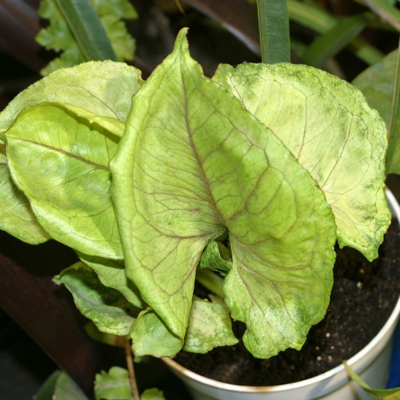 Purpurtute - Syngonium Golden Allusion (Foliage)