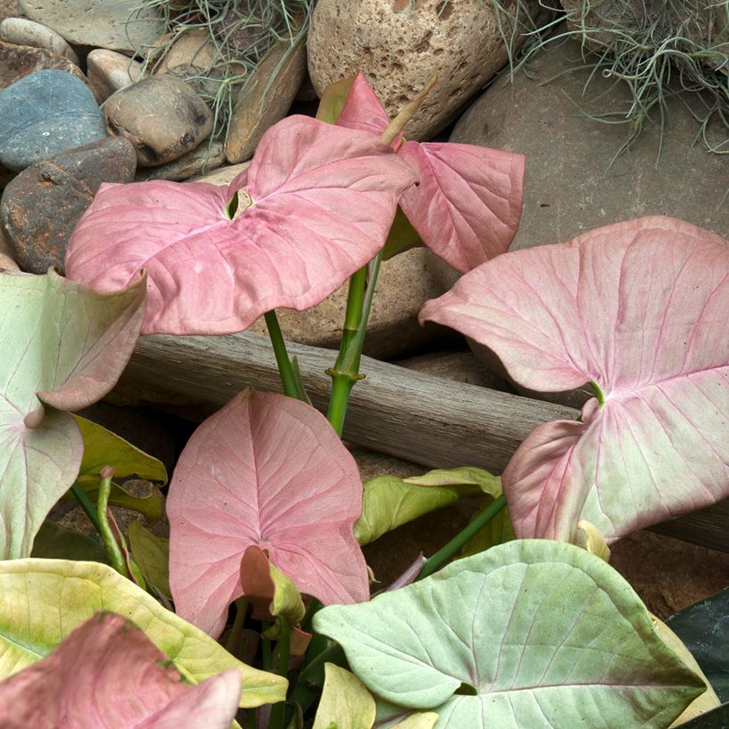 Purpurtute - Syngonium Neon Robusta (Foliage)