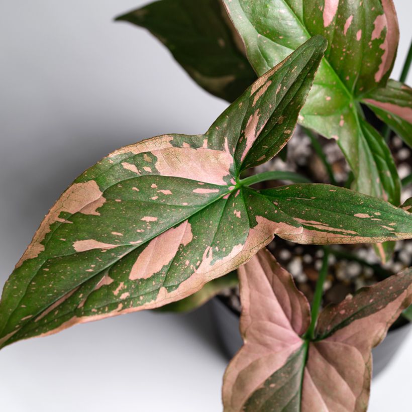 Purpurtute - Syngonium Pink Splash (Foliage)